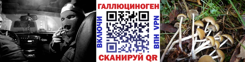Галлюциногенные грибы Psilocybe  закладки  Грязовец 